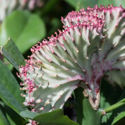Euphorbia lactea cristata - lactea,