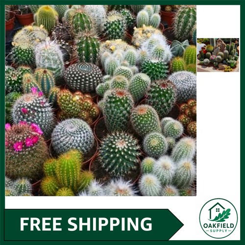 Cactus seeds mix exotic - mix,