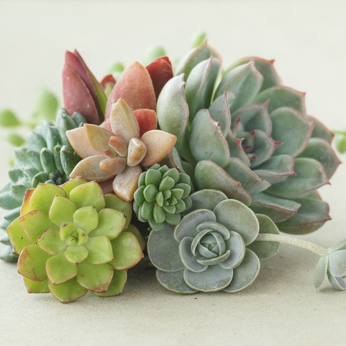 Succulents plant collection - plant,