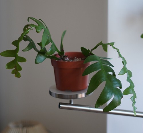 Fern leaf cactus - , epiphyllum
