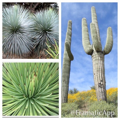 Arid succulent plant seed - arid,