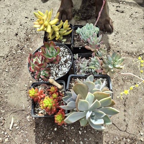 Succulent collection - succulent, x6