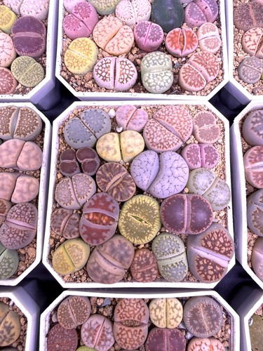 Rare mix veriaties of - mix,
