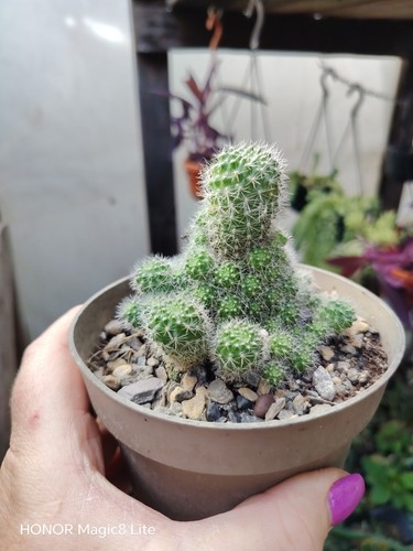 Rebutia flavistyla cactus - rebutia,