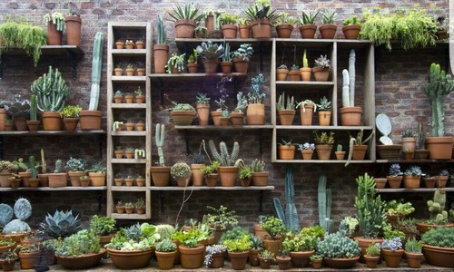 Cactus and succulent huge - and,