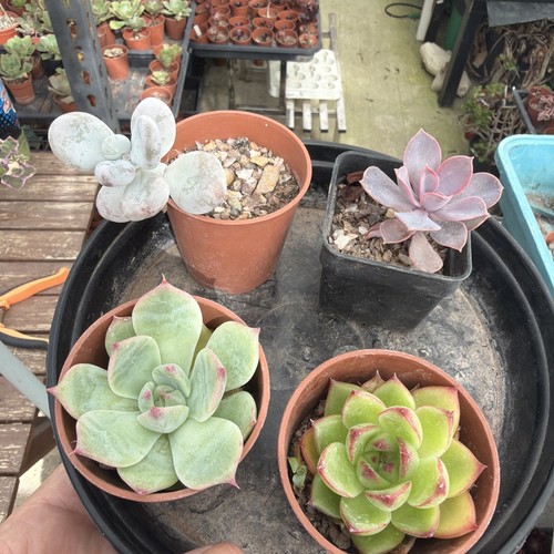 Mixed succulent collection - , of