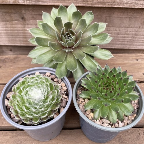 Sempervivum collection 9cm - 3,