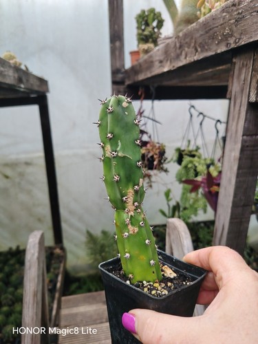 Harrison jusbertii cactus - harrison,