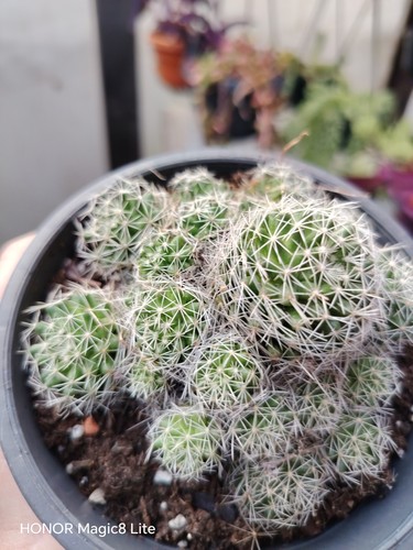 Mammillaria decisions cactus - decisions,