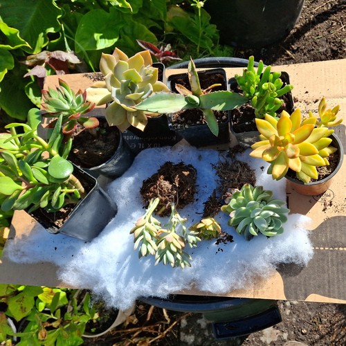 Succulent collection as - succulent,