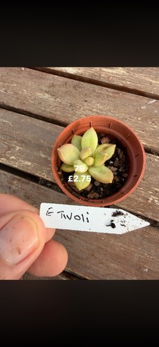 Mixed succulents all 75 - mixed, £2.75