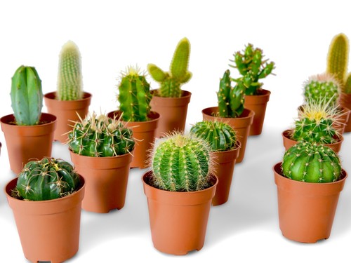 Mixed cactus plants collection - mixed,