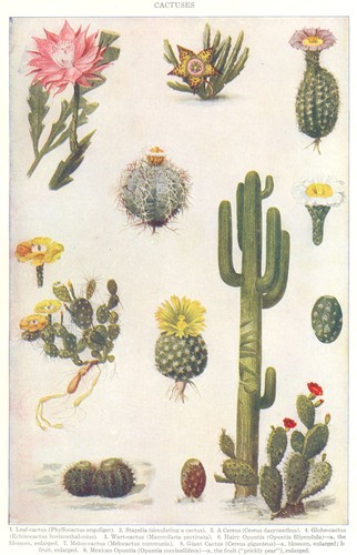 Cactus leaf globe wart - cactus.,
