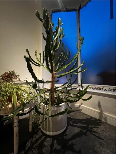 Euphorbia collection only - euphorbia, -collection