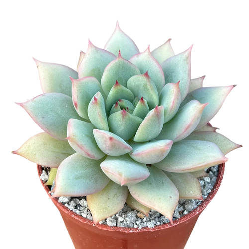 Echeveria derenbergii habitat