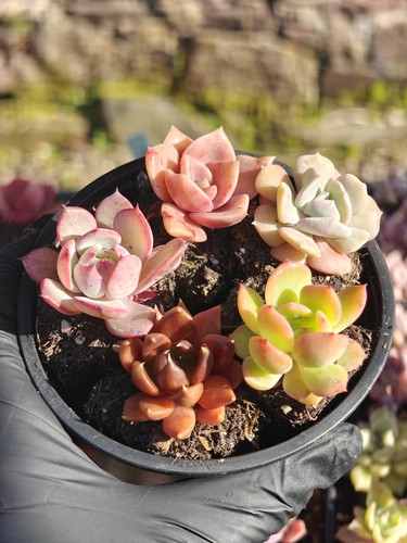 Baby succulents collection - 5,