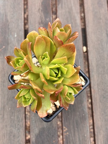 Aeonium bronze medal multiple - aeonium,