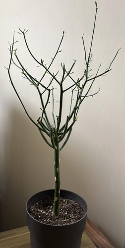 Euphorbia tirucalli sticks on - euphorbia, 'sticks