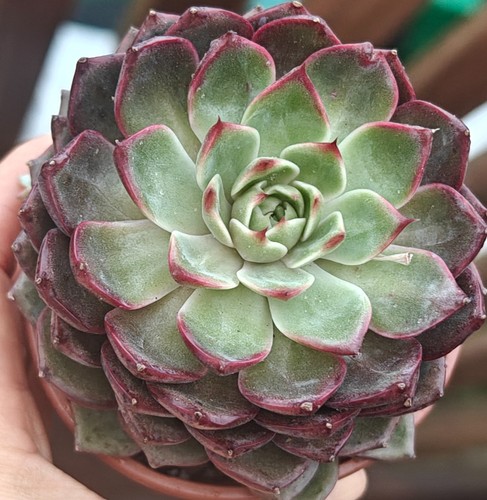 Echeveria rare blueberry - echeveria,