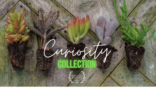 Succulent curiosity collection - curiosity,