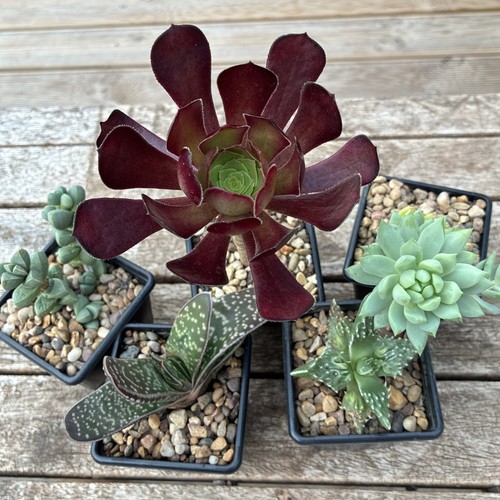 Five succulent collection - five,