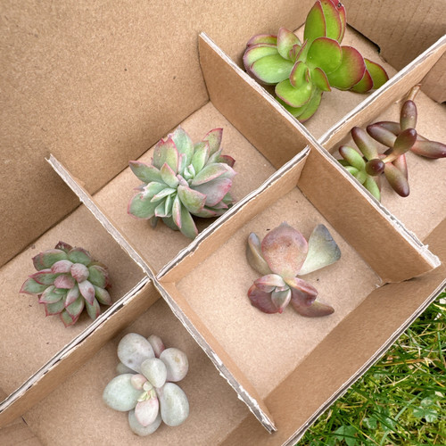 Mixed succulent collection - mixed,