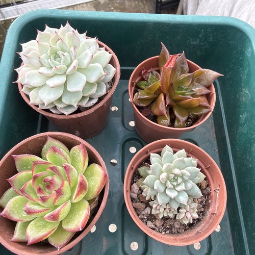 Mixed succulent collection - , of