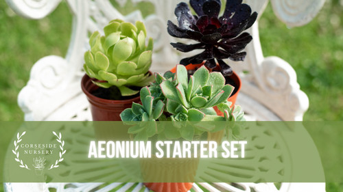 Live plants aeonium starter - live,