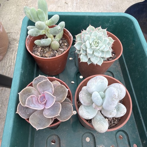 Mixed succulent collection - , of