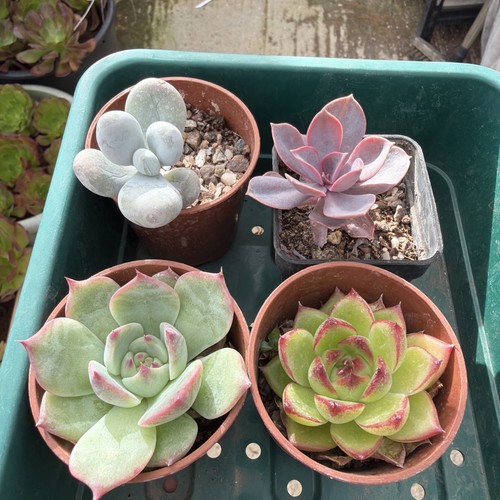 Mixed succulent collection - , of