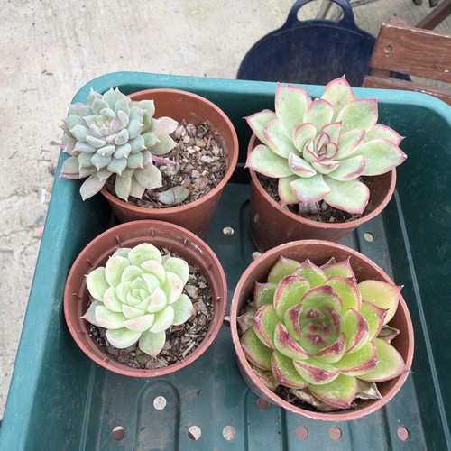 Mixed succulent collection - , of