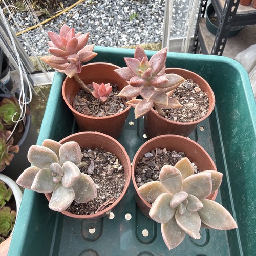 Mixed succulent collection - , of