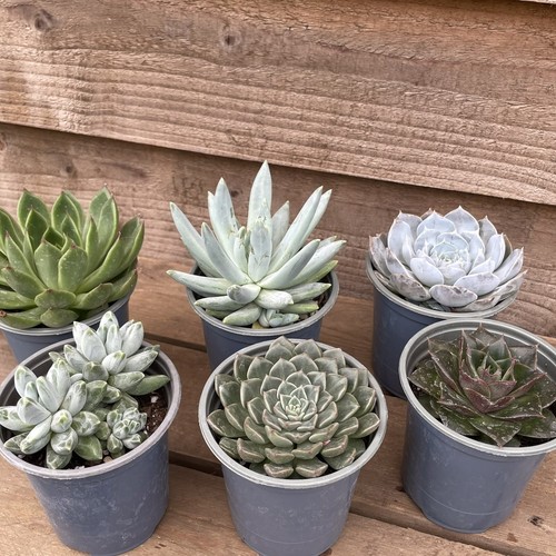 Echeveria hybrid collection - echeveria,
