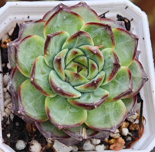 Echeveria rare casio green - rare, green'