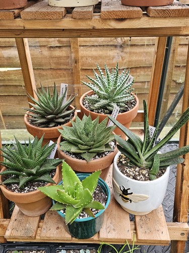 Succulent collection bundle 6 - bundle,