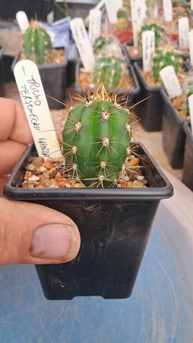 Ech tri terscheckii - -, seed