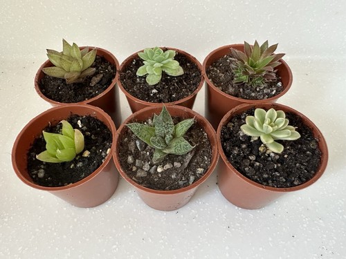 Cacti and succulents - cacti,