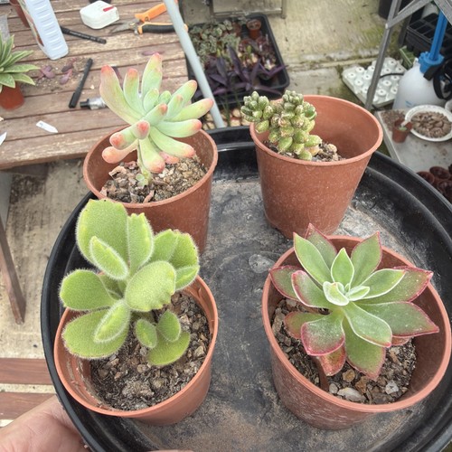 Mixed succulent collection - , of