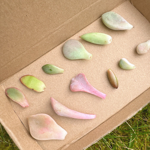 Mixed succulent collection cut - mixed,