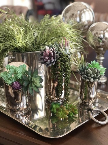 Succulent plant mix 15 - plant,