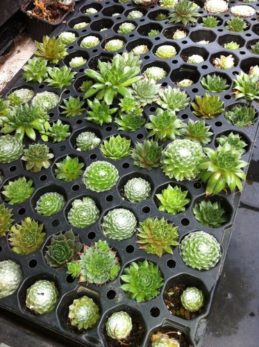 Sempervivum collection - sempervivum,