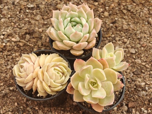 Echeveria succulent - echeveria,
