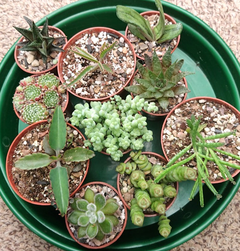 Succulent collection bundle - succulent,