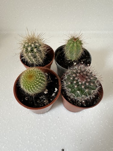 Cacti collection 4 - -,