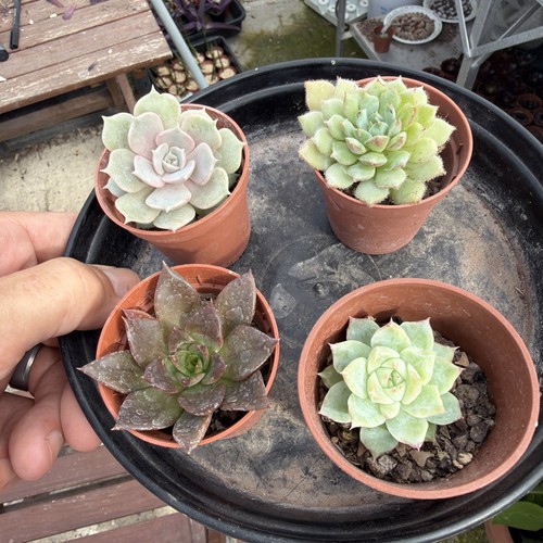 Mixed succulent collection - , of