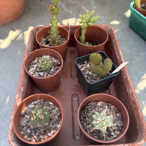 Cacti collection x6width - , in