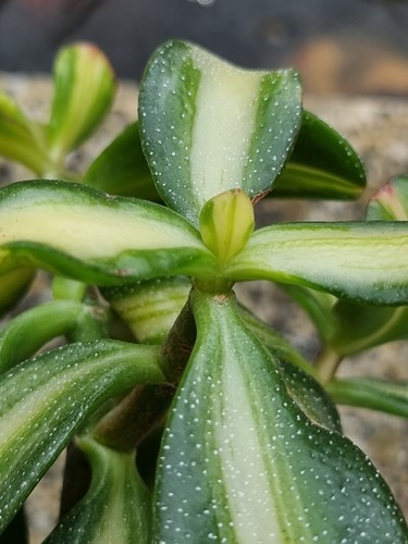Crassula ovata return of - crassula,