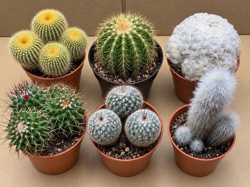 Cactus collection 1 of - 6,