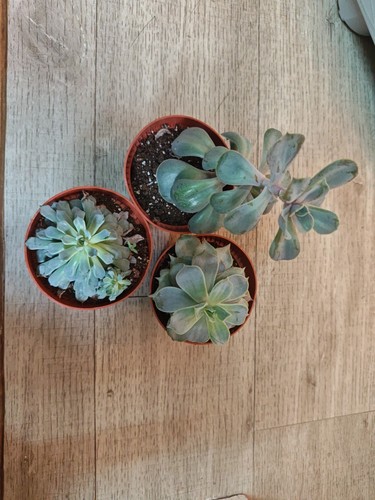3pcs succulents mixed starter - succulents,