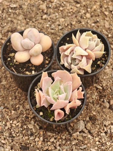 Succulent collection - collection, –